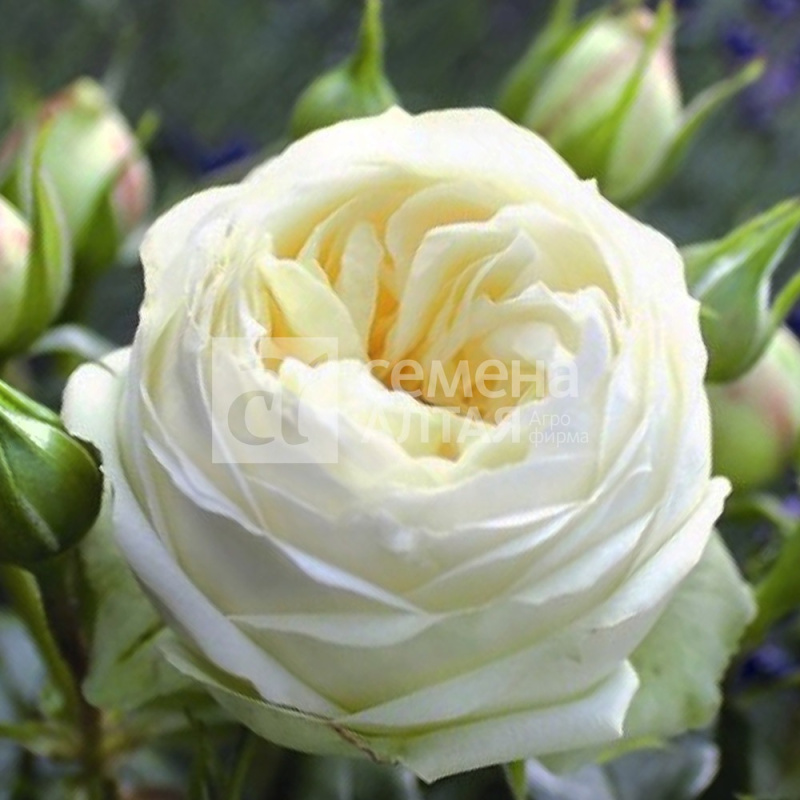 Ноктюрн/Сем Алт/1шт. в коробке