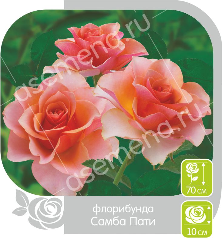 Самба Пати/Сем Алт/1шт. в коробке