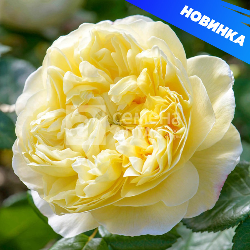 Чарльз Дарвин/Сем Алт/1шт. в коробке