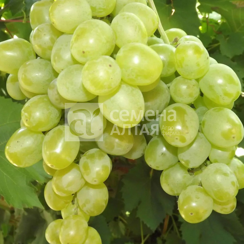 Долгожданный/Сем Алт/1шт. в коробке