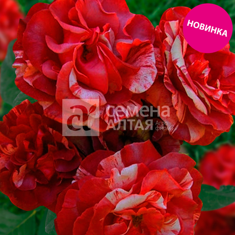 Грэнвилл/Сем Алт/1шт. в коробке