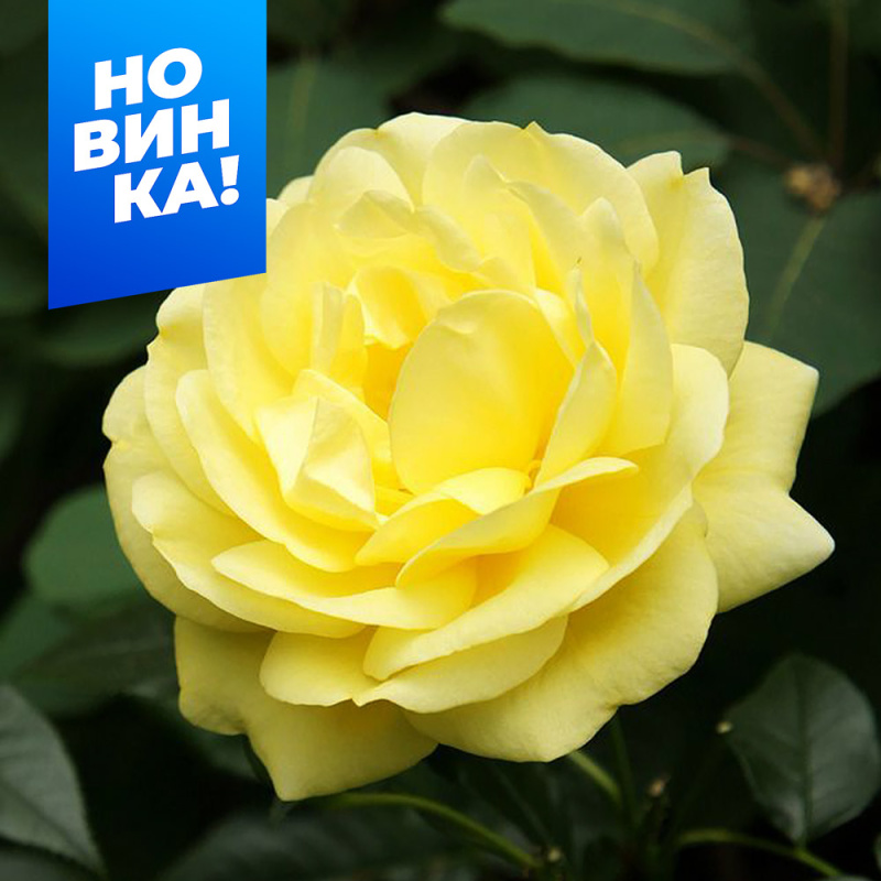 Эмиль Нольде/Сем Алт/1шт. в коробке