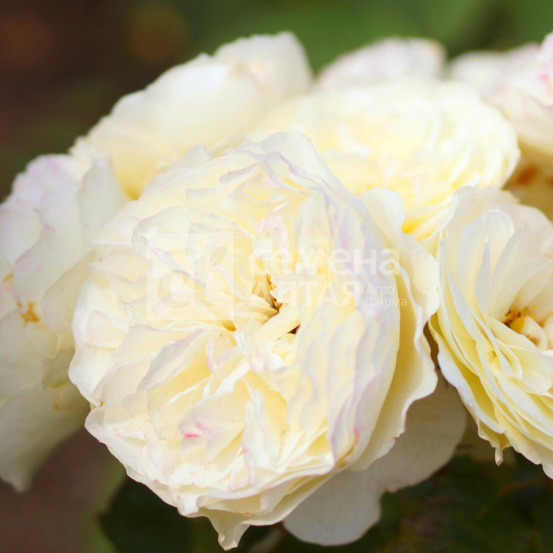 Маршмеллоу/Сем Алт/1шт. в коробке