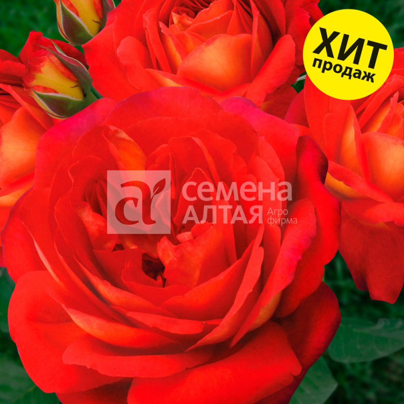 Мид Саммер/Сем Алт/1шт. в коробке