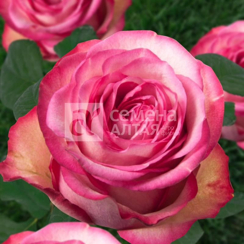 Карусель/Сем Алт/1 шт. в коробке