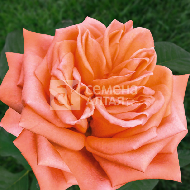 Эльдорадо/Сем Алт/1шт. в коробке