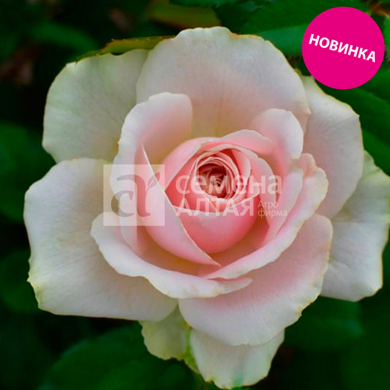 Джелато/Сем Алт/1шт. в коробке