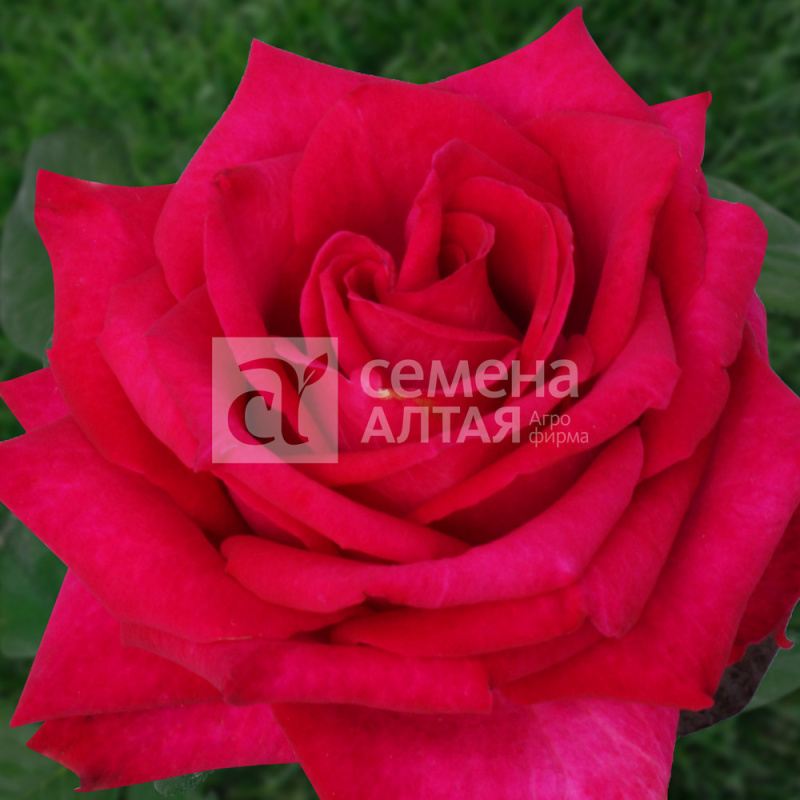 Эксплорер (без шипов)/Сем Алт/1шт. в коробке