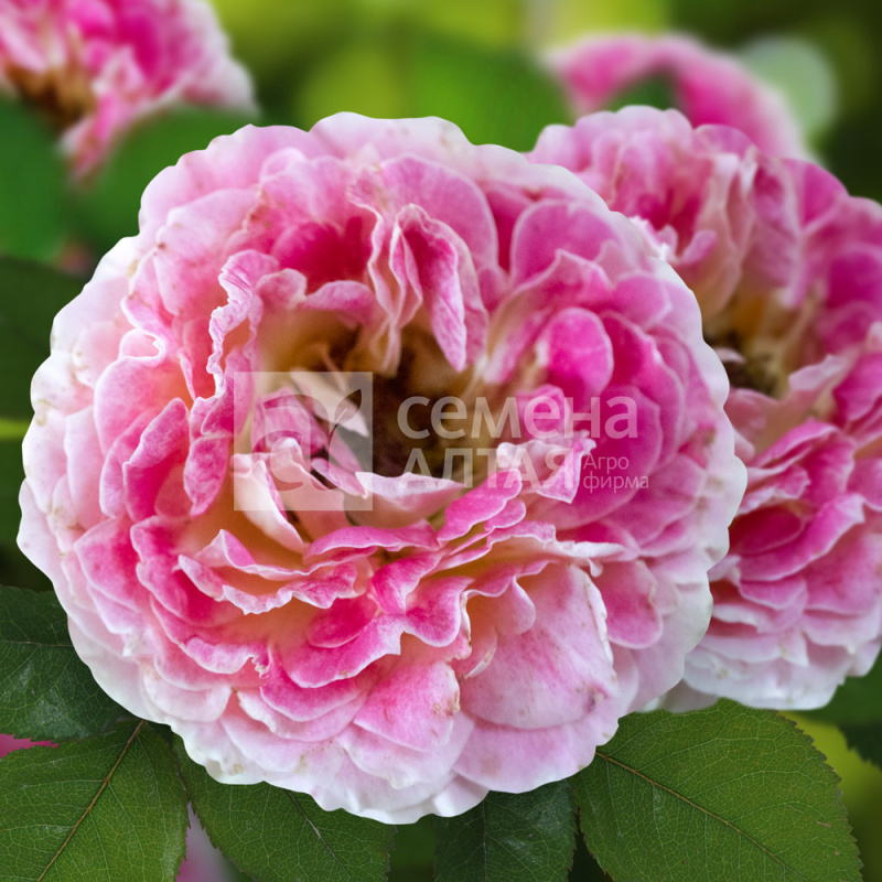 Стрейзенд/Сем Алт/1шт. в коробке