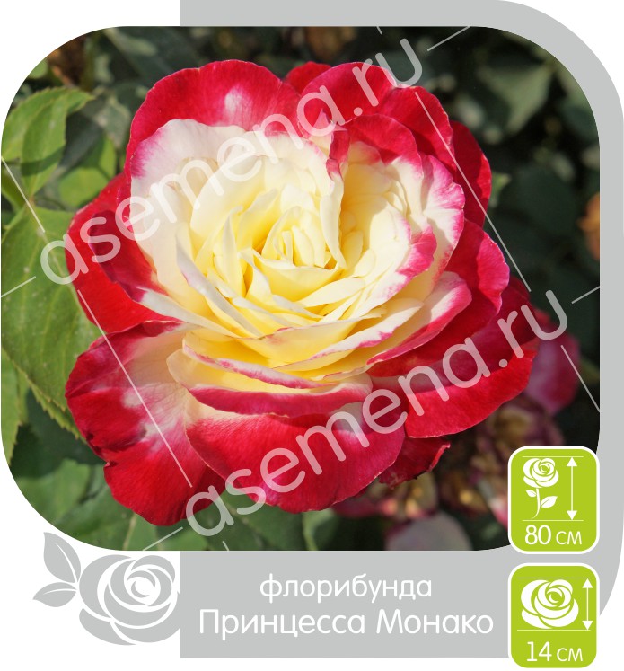 Принцесса Монако/Сем Алт/1шт. в коробке