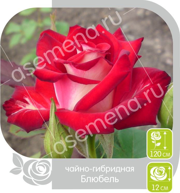 Блюбель/Сем Алт/1шт. в коробке