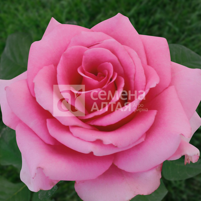 Европа/Сем Алт/1шт. в коробке