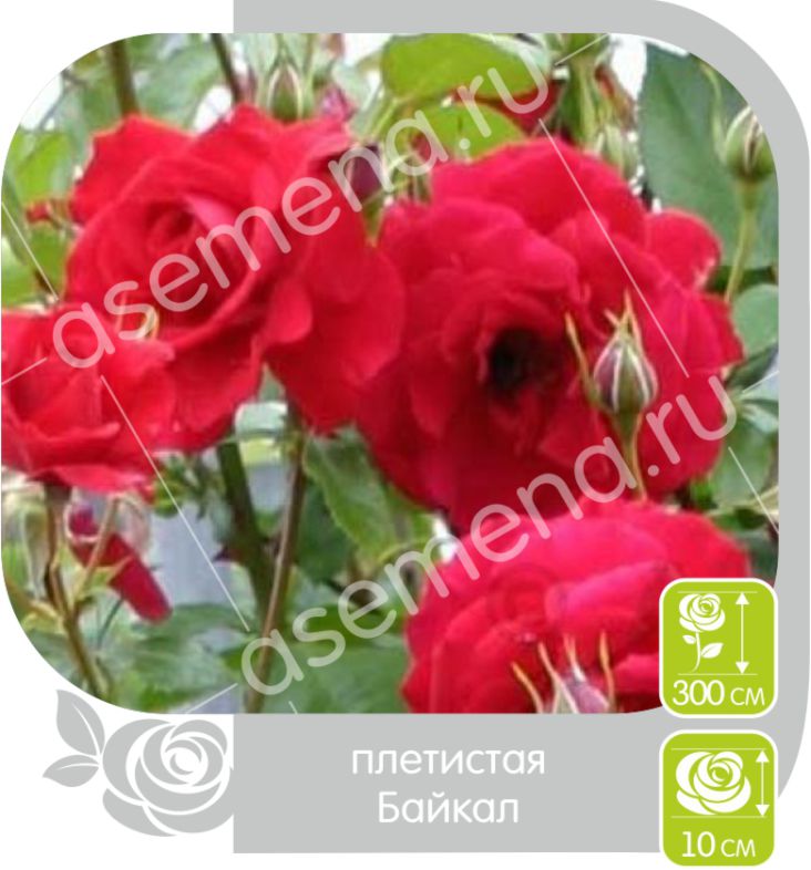 Байкал/Сем Алт/1шт. в коробке