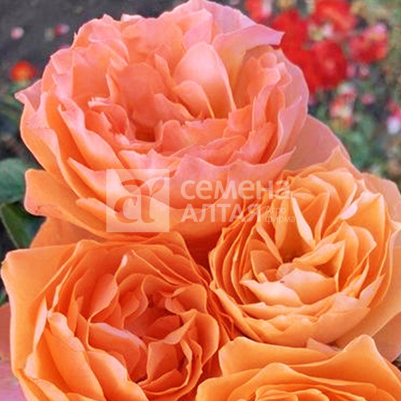 Квебек/Сем Алт/1шт. в коробке