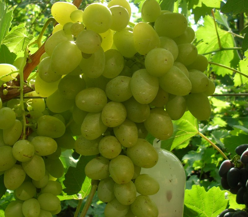 Крымская Жемчужина