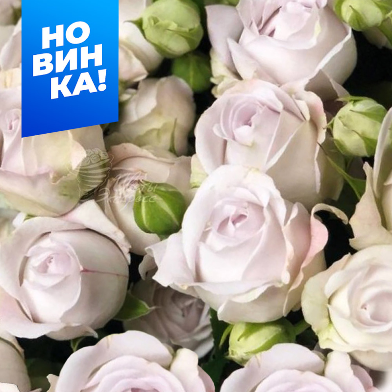 Сильвер Баблс (без шипов)/Сем Алт/1шт. в коробке