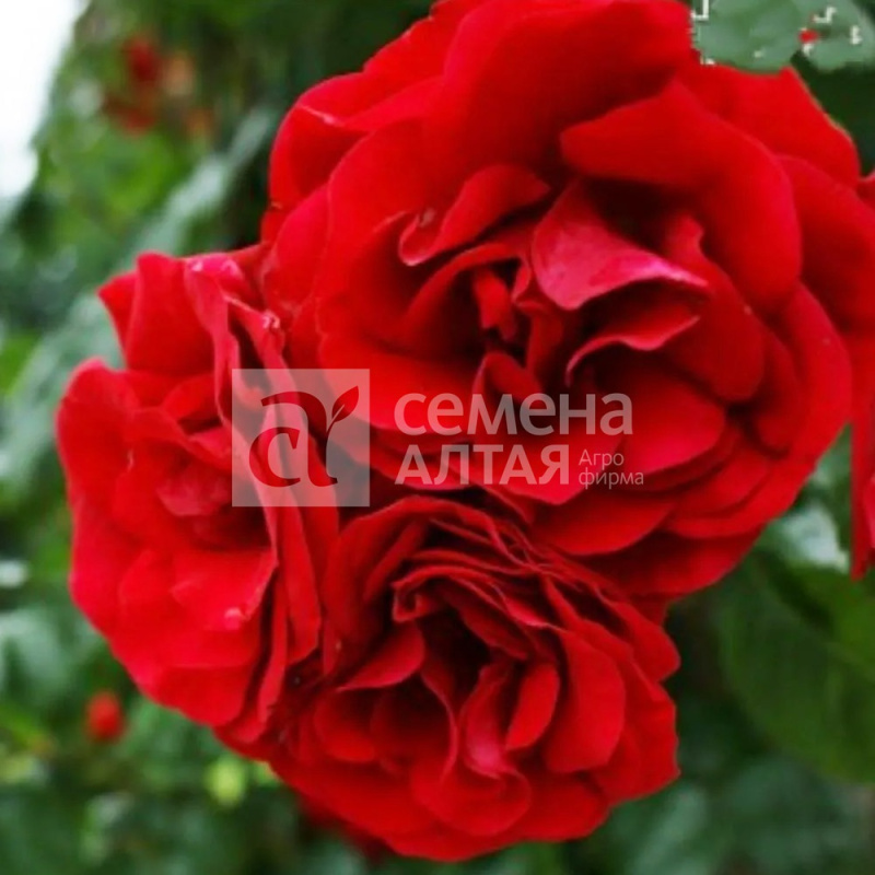 Энцелад/Сем Алт/1шт. в коробке