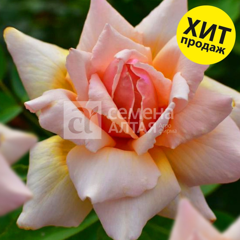 Стелла магна/Сем Алт/1шт. в коробке