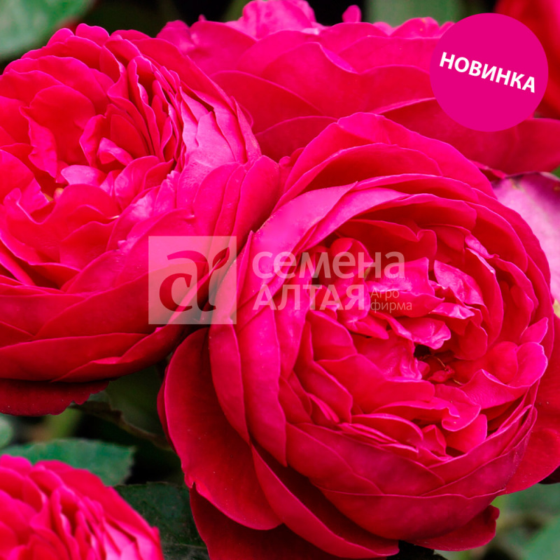 Арома де ла рента/Сем Алт/1шт. в коробке