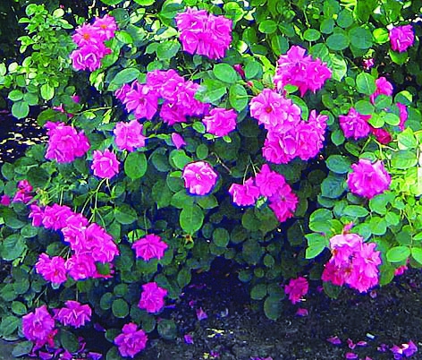 Дороти Перкинс/Сем Алт/1 шт. в коробке