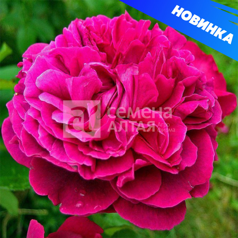 Уильям Шекспир/Сем Алт/1шт. в коробке