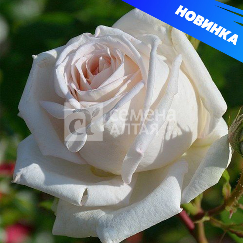 Мадам Анизетт/Сем Алт/1шт. в коробке