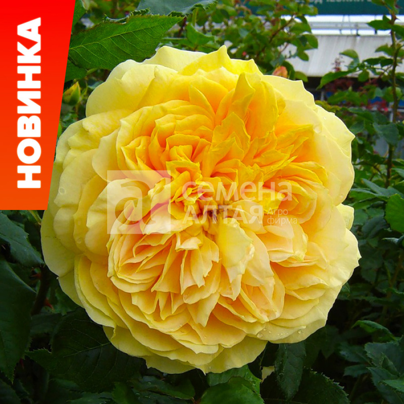 Голден зест/Сем Алт/1шт. в коробке