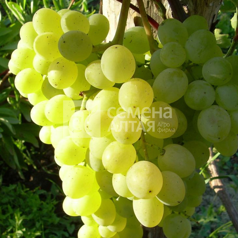 Тукай/Сем Алт/1шт. в коробке