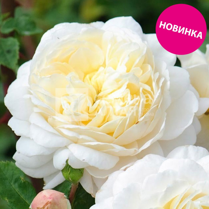 Жасмин Корсе/Сем Алт/1шт. в коробке