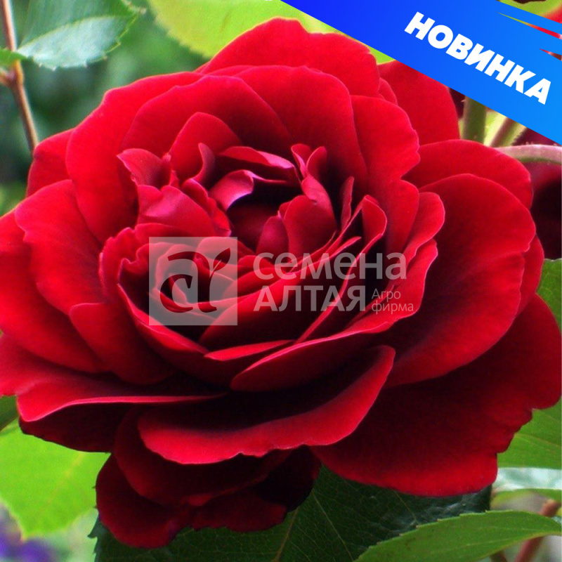 Амадеус/Сем Алт/1шт. в коробке