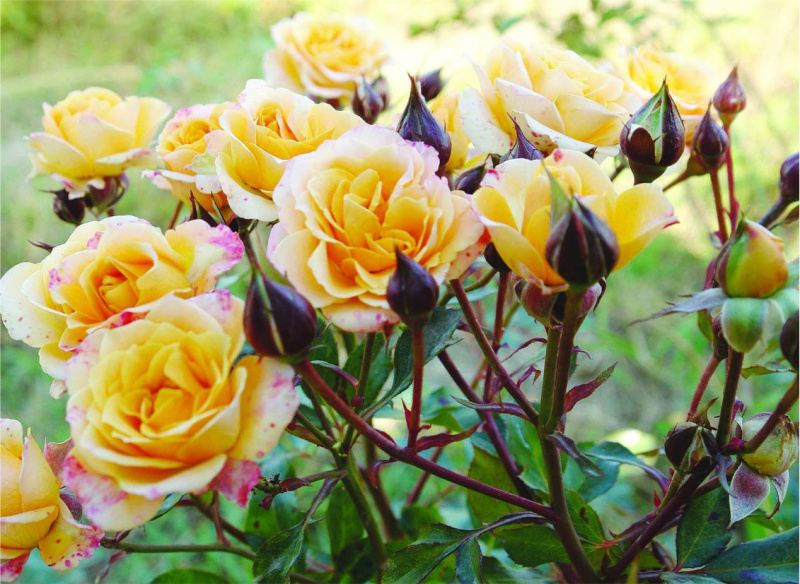 Буш Беби/Сем Алт/1шт. в коробке