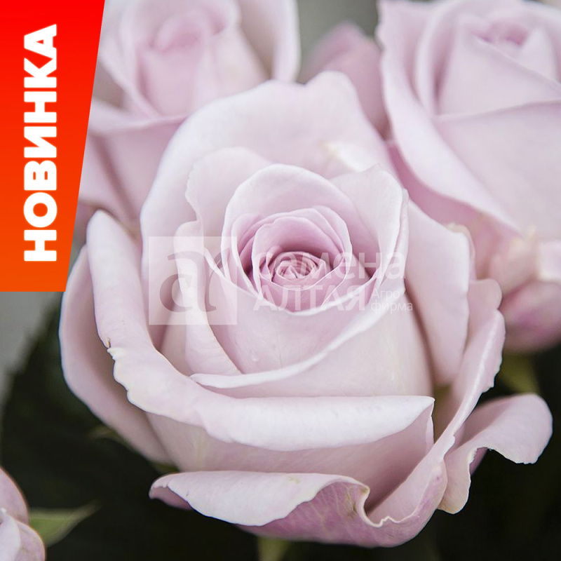 Баунти Вей/Сем Алт/1шт. в коробке