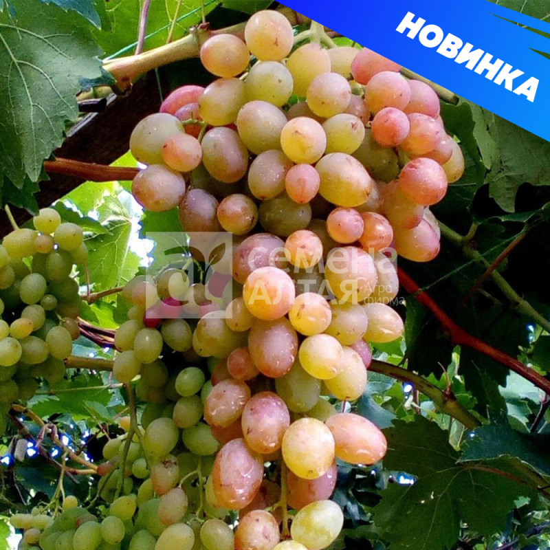 Геракл/Сем Алт/1шт. в коробке