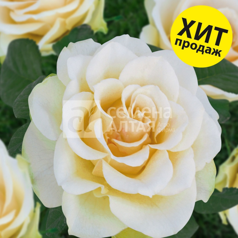 Митен де Шери/Сем Алт/1шт. в коробке