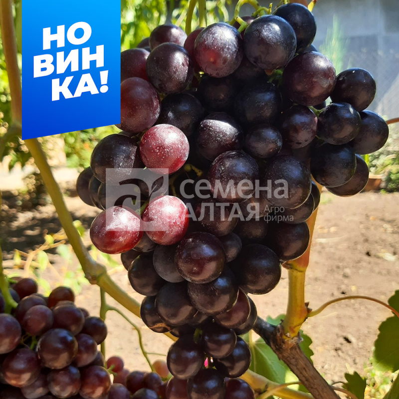 Али-Баба/Сем Алт/1шт. в коробке