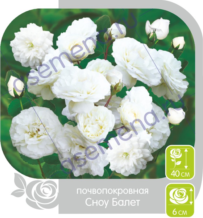 Сноу Балет/Сем Алт/1шт. в коробке