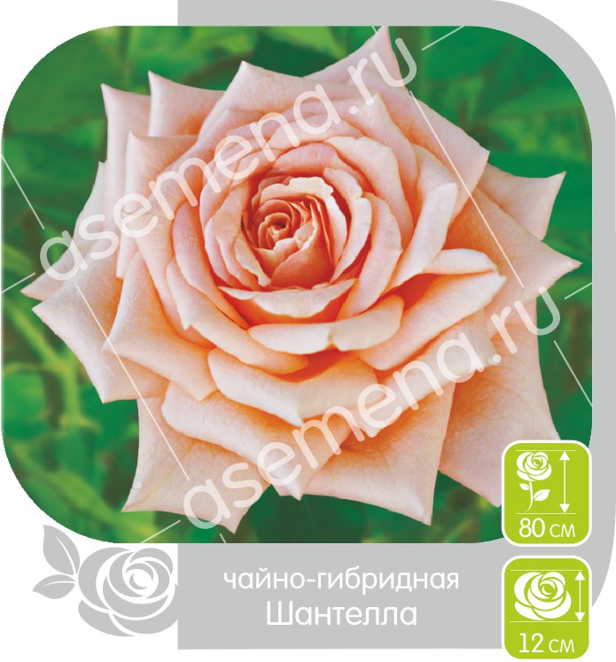 Шантелла/Сем Алт/1шт. в коробке