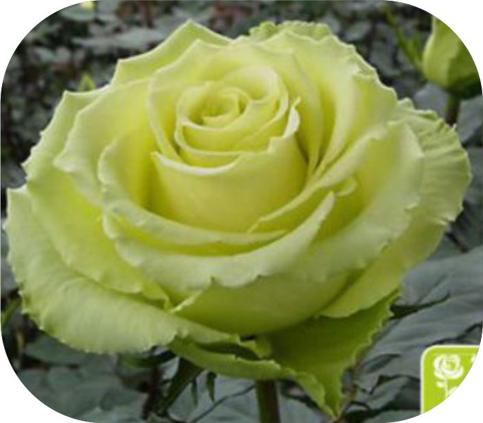 Грин Тиа/Сем Алт/1шт. в коробке