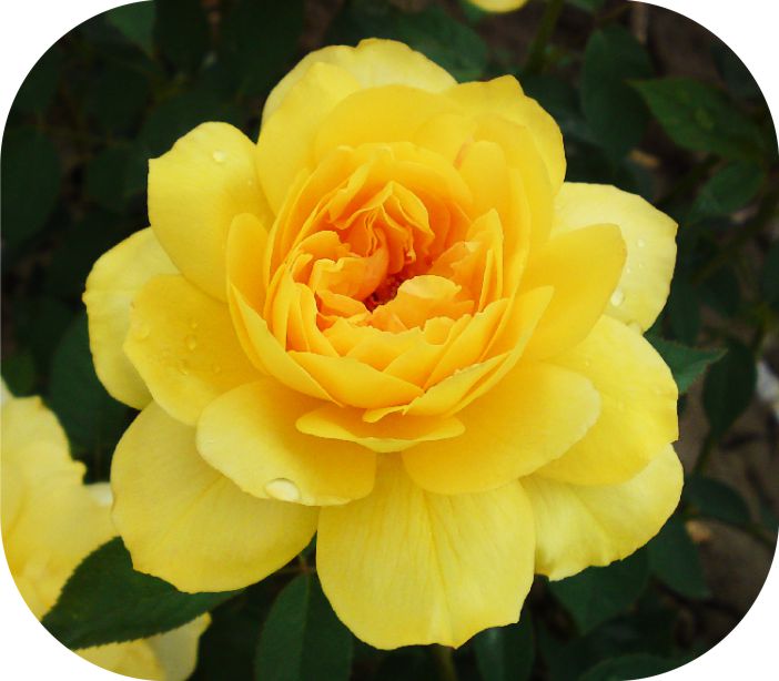 Голд Топаз/Сем Алт/1шт. в коробке