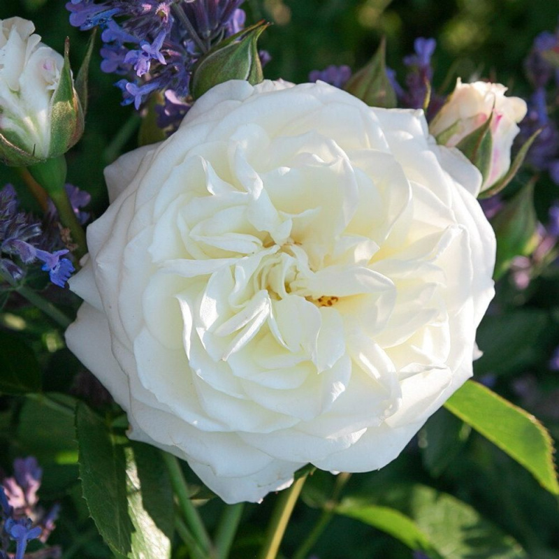 Алабастер/Сем Алт/1шт. в коробке