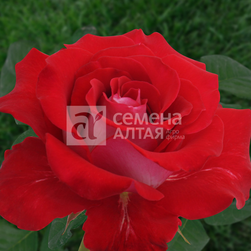 Николь/Сем Алт/1шт. в коробке