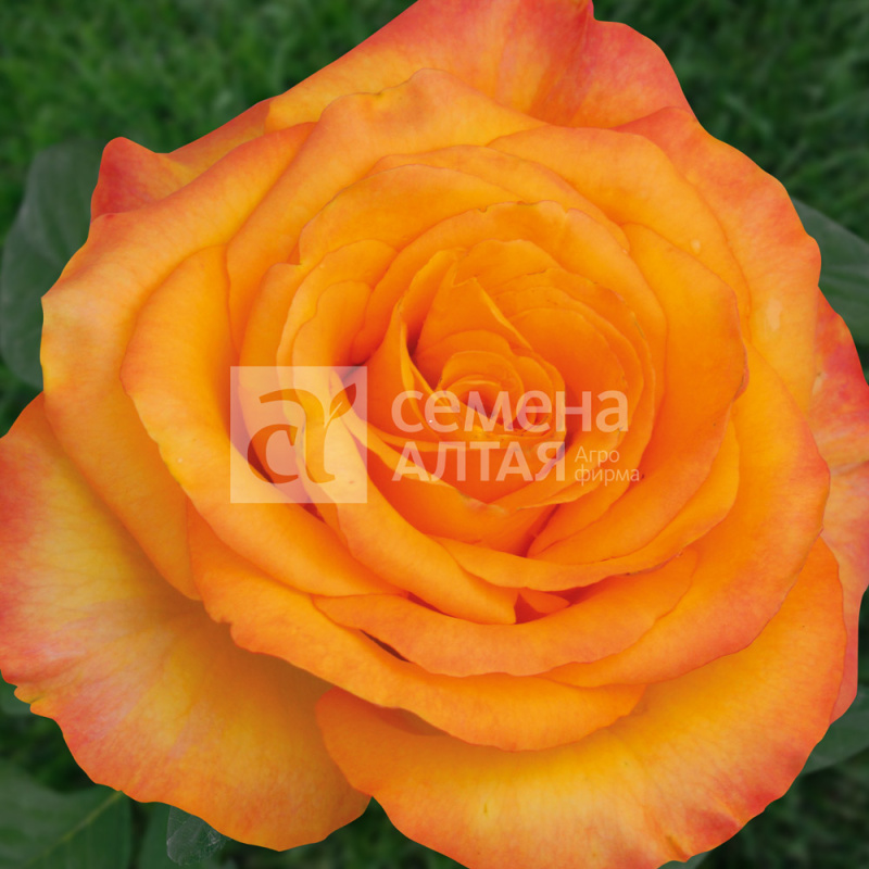 Жёлтая магия 2-ой сорт/Сем Алт/1шт. в коробке