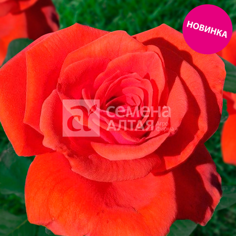 Фемина/Сем Алт/1шт. в коробке