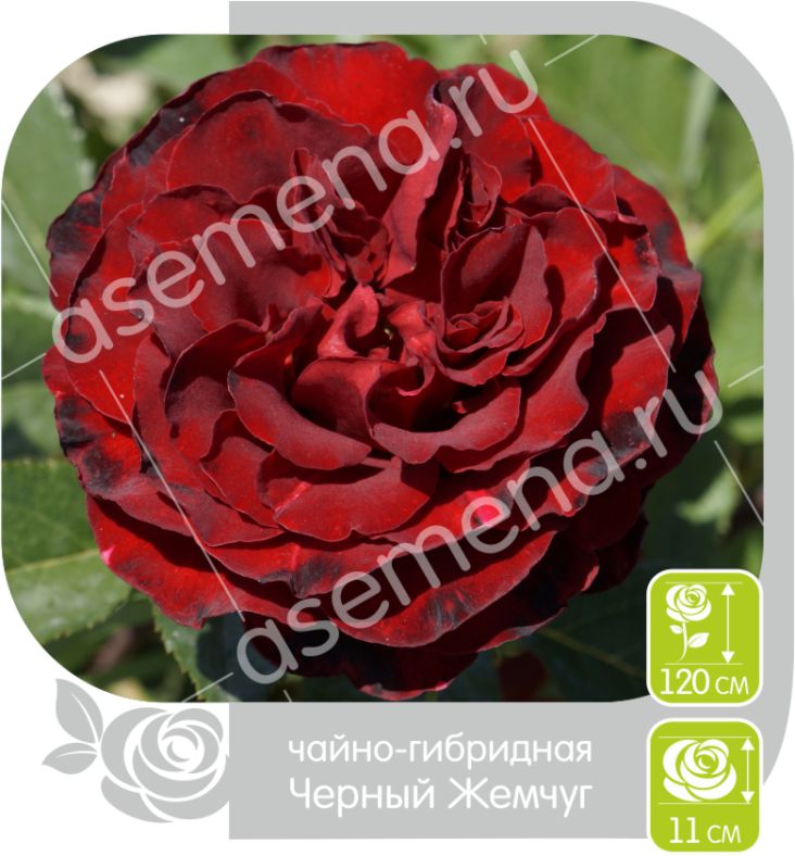 Черный Жемчуг/Сем Алт/1шт. в коробке