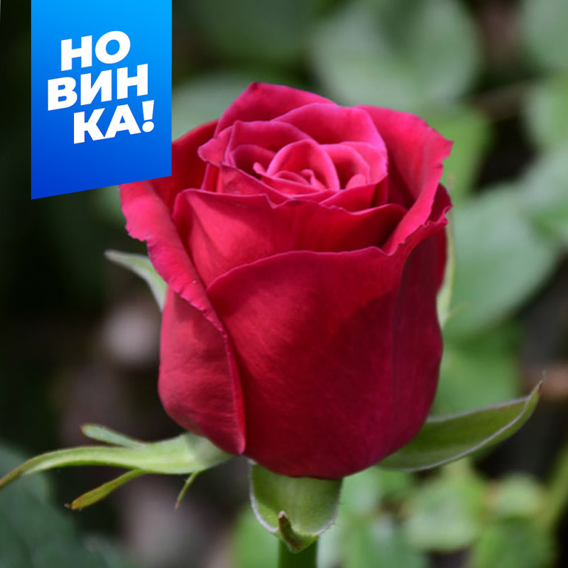 Шангри Ла/Сем Алт/1шт. в коробке