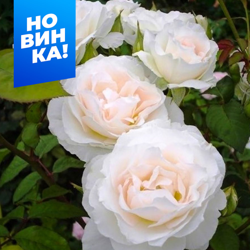 Свит Блонди/Сем Алт/1шт. в коробке