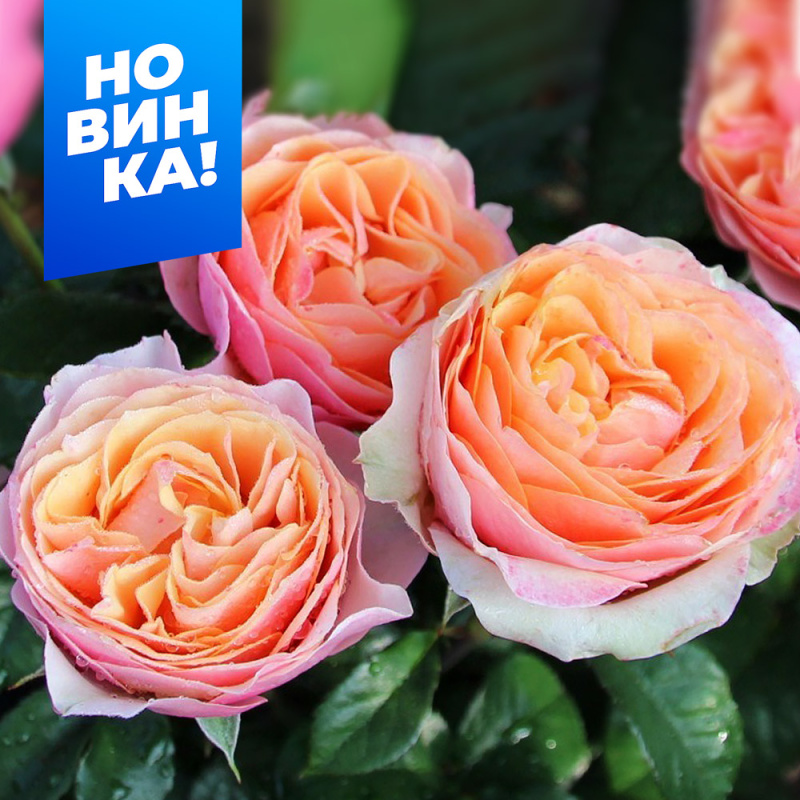 Эдит/Сем Алт/1шт. в коробке