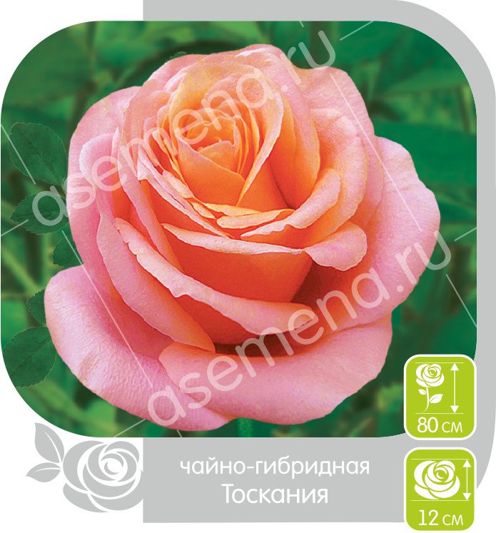 Тоскания/Сем Алт/1шт. в коробке