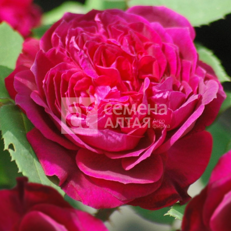 Сивил/Сем Алт/1шт. в коробке