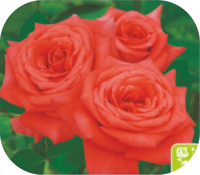 Нина/Сем Алт/1шт. в коробке